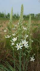 Ornithogalum pyramidale