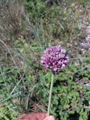 Allium