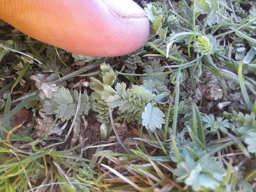 Acaena inermis observed 2026-09-30