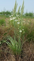 Ornithogalum pyramidale