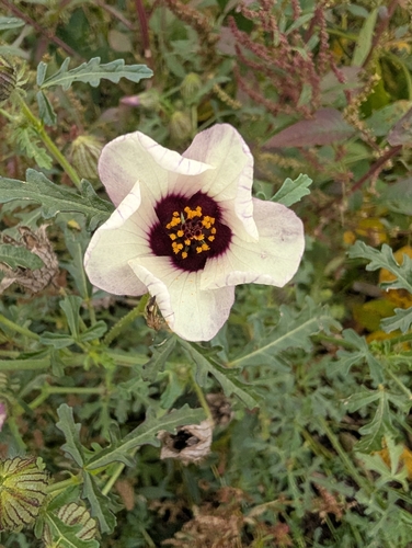 flower-of-an-hour