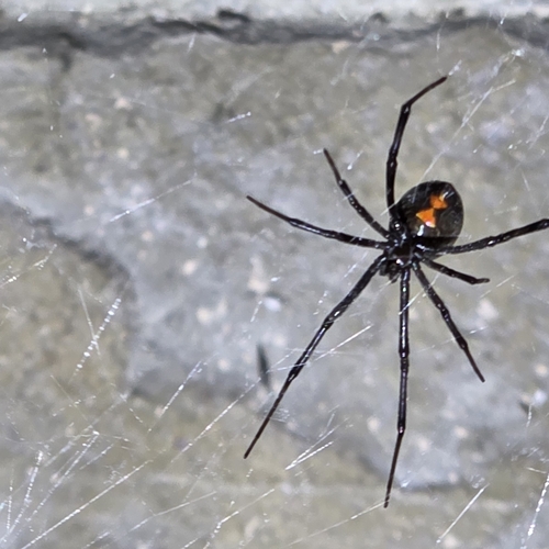 Western Black Widow