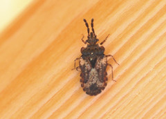 Aradus depressus