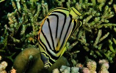 Chaetodon meyeri