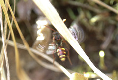 Nomada ruficornis