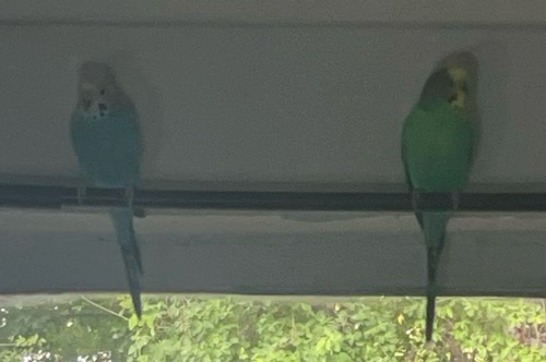 Budgerigar