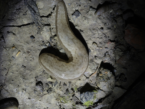 Chinese Slug