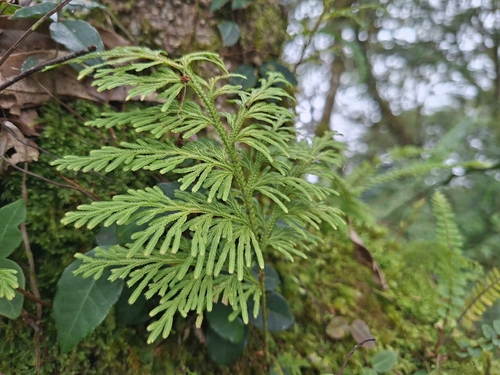 Selaginella involvens observed 2026-09-24