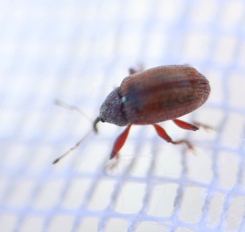 Anthonomus pinivorax