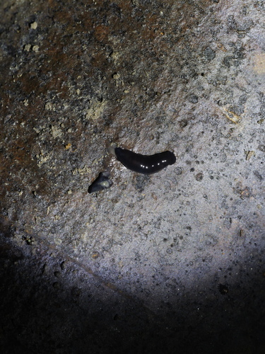 COVID Worm