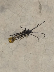 Sphaenothecus trilineatus