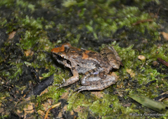 Limnonectes paramacrodon