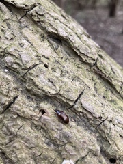 Gonodera luperus