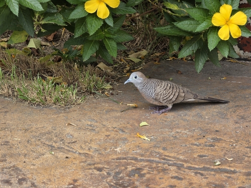 Zebra Dove