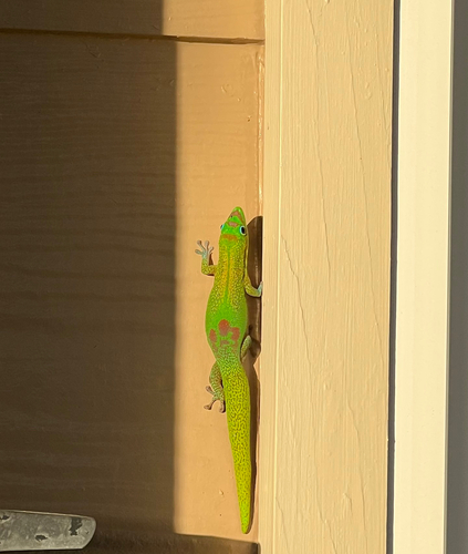 Phelsuma laticauda observed 2026-09-29