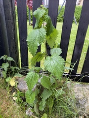 Urtica dioica dioica