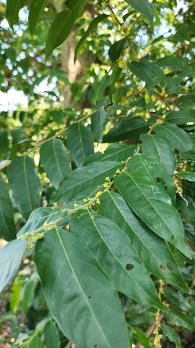 Glochidion philippicum observed 2026-09-30