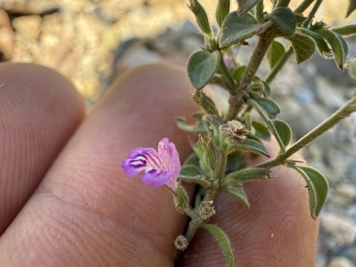 dwarf false pennyroyal