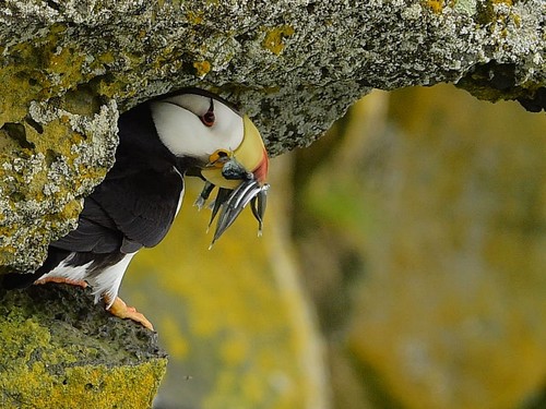 Horned Puffin