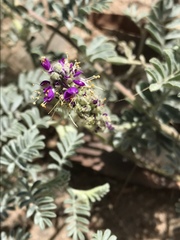 Dalea lanata