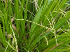 Carex debilis