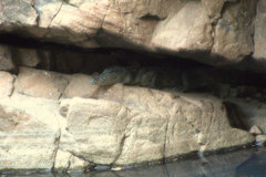 Crocodylus palustris