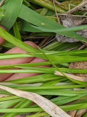 Carex debilis