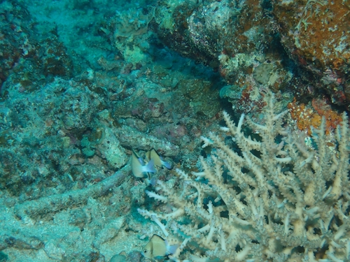 Dascyllus reticulatus observed 2026-09-30