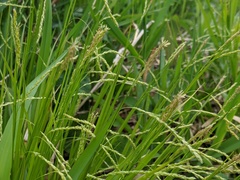 Carex debilis