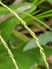 Carex debilis