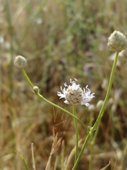 Cephalaria joppensis