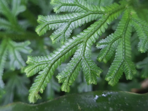 Selaginella doederleinii observed 2026-09-24