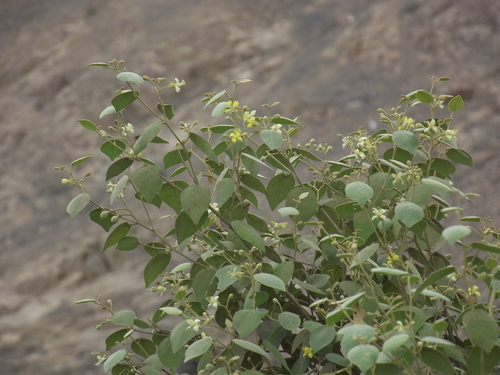 Capparicordis crotonoides, 2026-09-29