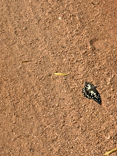Lime Swallowtail
