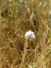 Cephalaria joppensis