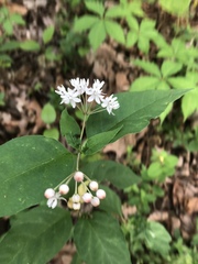 Asclepias quadrifolia