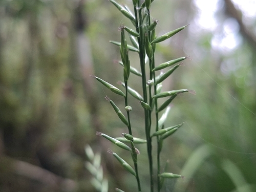 Lophatherum gracile observed 2026-09-24
