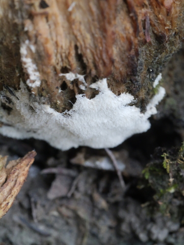 Common Coral Slime