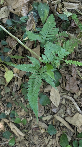 Pteris fauriei observed 2026-09-30