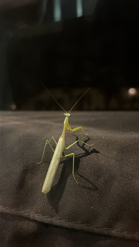 Arizona Mantis