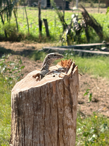 Bengal Monitor