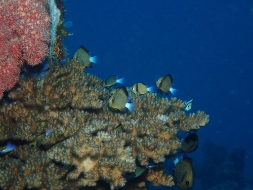Dascyllus reticulatus observed 2026-09-30