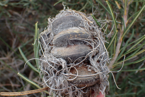 Banksia grossa