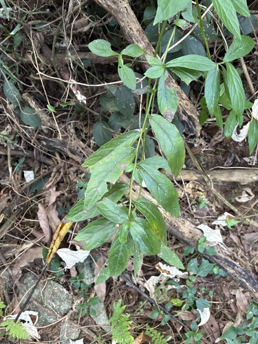 Blumea riparia observed 2026-09-29