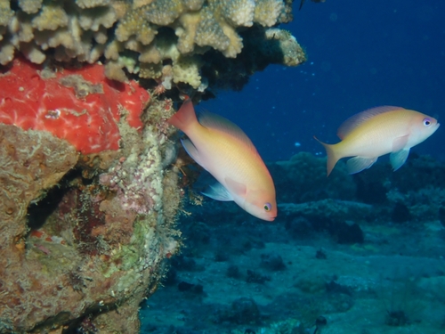 Pseudanthias hypselosoma observed 2026-09-30