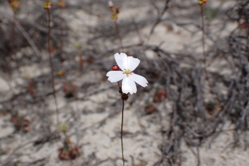 Drosera eneabba