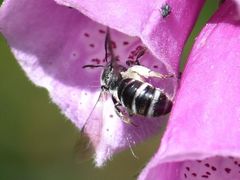 Lasioglossum sexnotatum