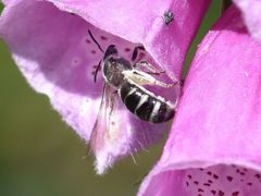 Lasioglossum sexnotatum