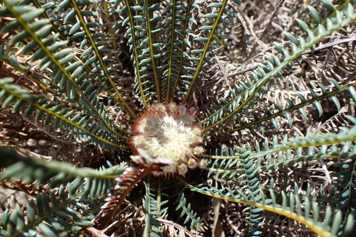 Banksia tortifolia