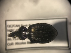 Sphaeroderus stenostomus lecontei